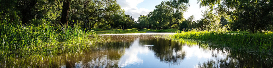 Floodplain Wetland with Reflecting Water and  Mature Trees