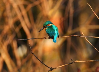 Kingfisher in Light