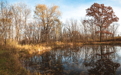 Late Fall in Upstate New York Dried Leaves Flower Garden Plants