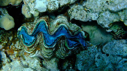 Maxima clam or small giant clam (Tridacna maxima) undersea, Red Sea, Egypt, Sharm El Sheikh, Montazah Bay