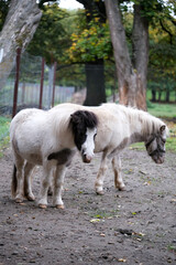 Fototapeta premium Two pony with a white coat and light black patches stands quietly. The setting gives a serene and peaceful vibe.