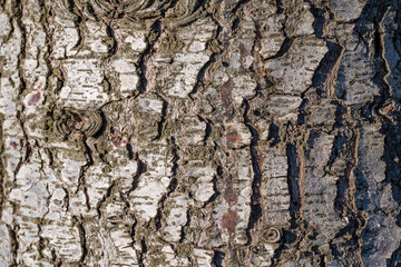The bark of a tree is rough and has a lot of texture