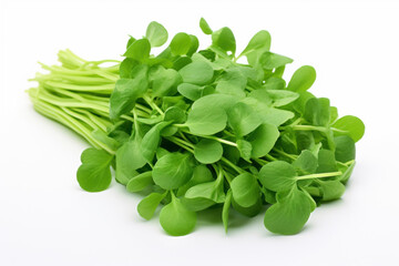 Obraz premium Fresh Green Leaves