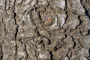 A tree trunk with a pattern of lines and grooves