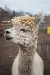 Obraz premium Close-up portrait of a fluffy alpaca with curly fur and a peaceful expression, set in a rural outdoor farm environment.