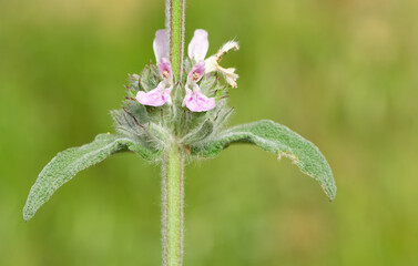 medicinal herbs, medicinal flowers photos