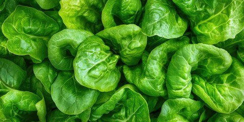 Fresh green lettuce leaves on a white background