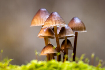Mushrooms close up