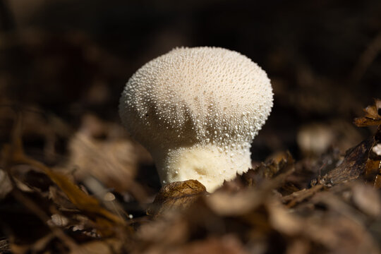 Puffball mushroom close upr