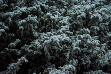 winter forest tree