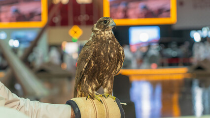 A majestic falcon captured in a striking pose, showcasing its sharp, focused eyes.