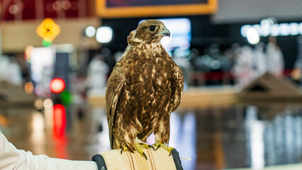 A majestic falcon captured in a striking pose, showcasing its sharp, focused eyes.