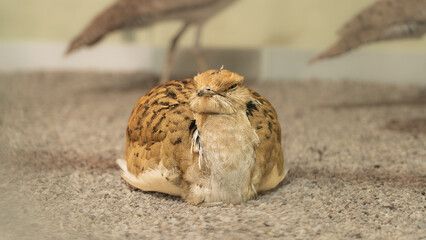 The houbara bustard (Chlamydotis undulata), also known as African houbara