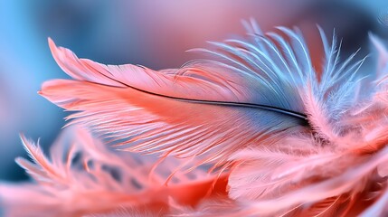 Obraz premium Pink and blue feather closeup, soft background, nature detail, design element