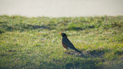 blackbird on the grass