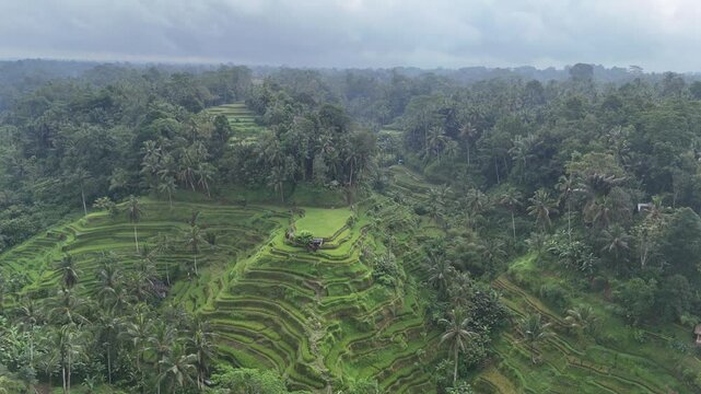 Drone footage of Ceking Rice Terrace in Indonesia with  lush green vegetation and jungle