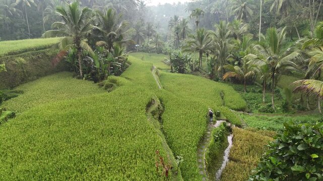 Drone footage of man walking through Ceking Rice Terrace in Indonesia with lush green vegetation