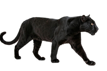 Fototapeta premium black leopard isolated on transparent background