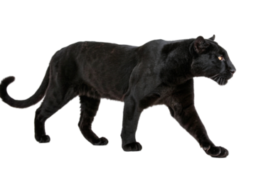 black leopard isolated on transparent background