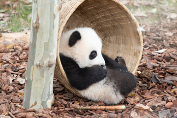 Close up Lovely baby panda, Chengdu , China