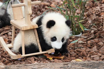 Close up Lovely baby panda, Chengdu , China
