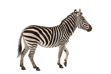 zebra  isolated on transparent background