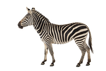 Fototapeta premium zebra isolated on transparent background