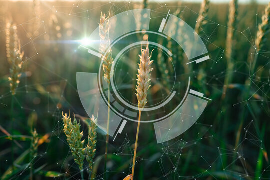 AI monitoring technology on wheat field, smart farming interface icons. Smart and new technology for agriculture business concept