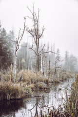 Pfrunger Ried im Herbst mit Nebelstimmung, Moorgebiet in Oberschwaben, Herbststimmung im Ried