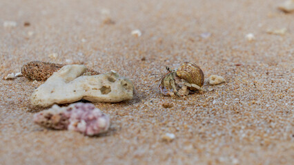 Hermit Crab