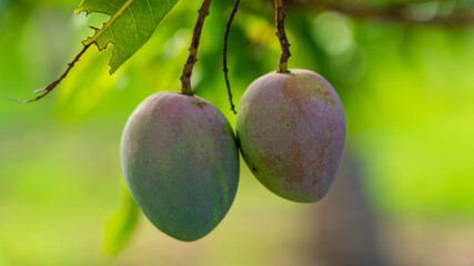 vilad mango fruit. fresh mango fruit