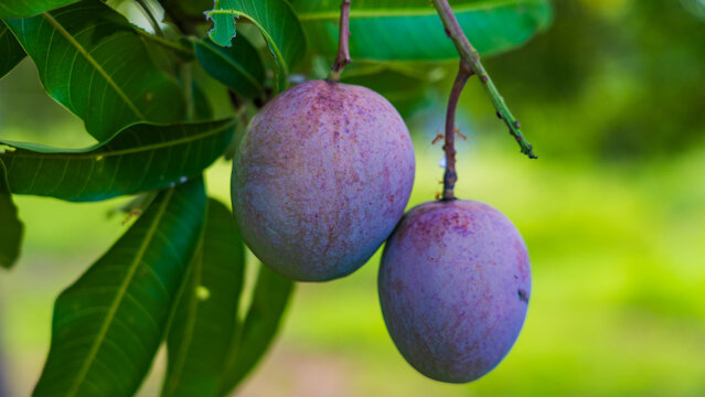 vilad mango fruit. fresh mango fruit