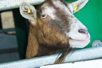 Ziege blickt aus Stall - Ziegenportrait, Geiß