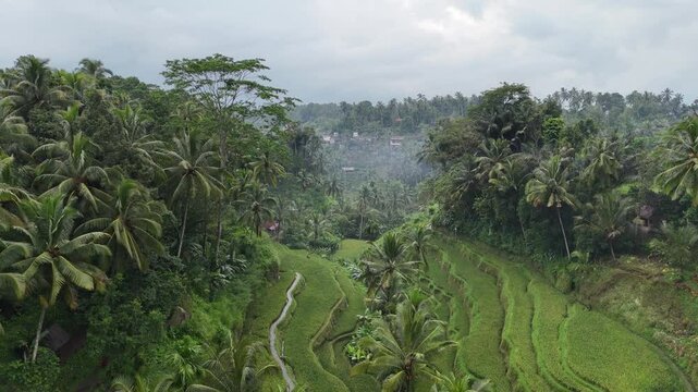 Drone footage of Ceking Rice Terrace in Indonesia with  lush green vegetation and jungle