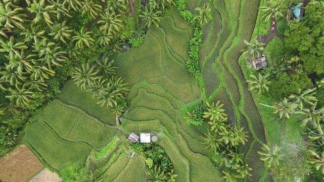 Drone footage of Ceking Rice Terrace in Indonesia with  lush green vegetation and jungle