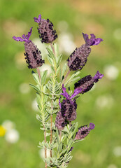 peaceful flowers and natural environment in nature