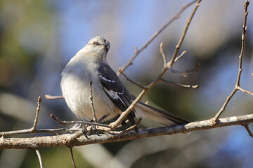 Blak gray and whiter mockingbird inflight against blurry background. 