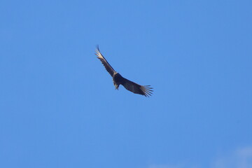 Large black turkey vulture bird soaring inflight against blue sky. 