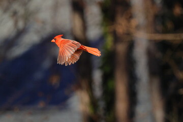 Red bird male northern cardinal inflight against blurry background. 