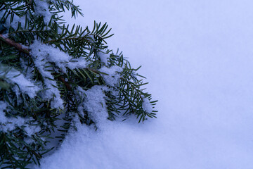 Snow-covered branches of a pine tree are captured in a close-up, highlighting the intricate details of nature during winter. The serene and peaceful scene reflects the quiet beauty of the season.