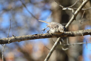 Blak gray and whiter mockingbird inflight against blurry background. 