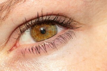 Oeil humain