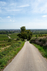 Paysage dans les vignes de Bourgogne
