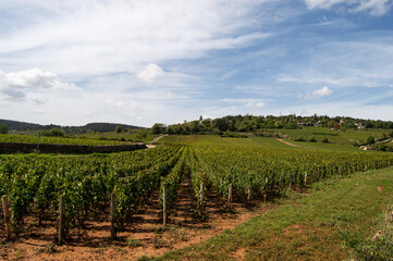 Paysage dans les vignes de Bourgogne