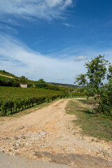 Paysage dans les vignes de Bourgogne