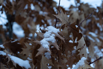 Close-up of oak leaves covered in snow, showcasing the delicate and intricate details of nature in winter. This serene image captures the beauty of the season and the quiet stillness of a snowy day.