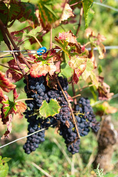 Grappe de raisin
