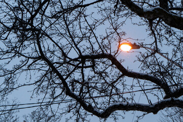 A streetlight glows softly among the trees, casting a warm light on the snowy landscape. The serene and quiet atmosphere of this winter evening creates a tranquil and peaceful scene.