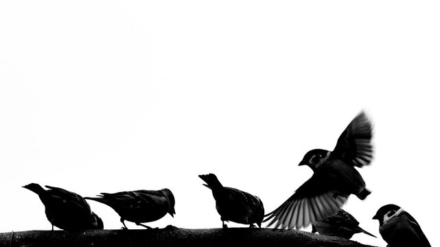 Bergfinken (Fringilla montifringilla) und Feldsperling (Passer montanus) am Futtterplatz
