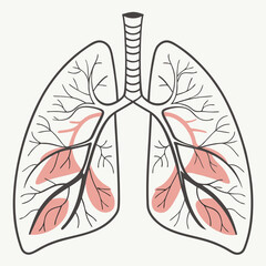 Anatomical illustration of human lungs showing respiratory system structure with bronchi and alveoli, educational medical diagram on grey background. Concept of medical education, pulmonology, respira